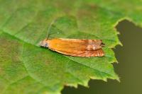 Lathronympha strigana