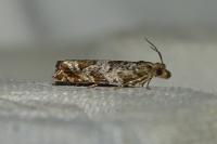Ancylis achatana