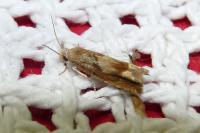 Eucosma conterminana