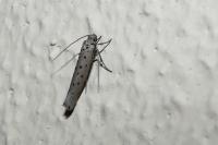 Yponomeuta sedella
