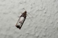 Notocelia roborana