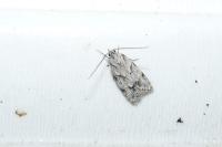 Symmoca signatella