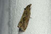 Endothenia quadrimaculana