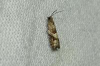 Epinotia demarniana
