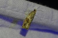 Epinotia signatana