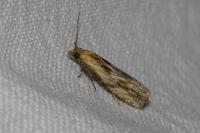 Eucosma gr. cana