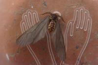 Sterrhopterix fusca