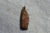 Pandemis heparana