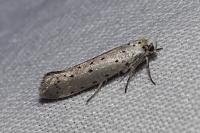 Yponomeuta