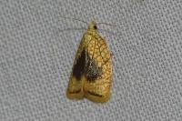 Acleris forsskaleana