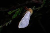 Hepialus humuli