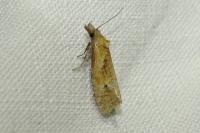 Phtheochroa inopiana