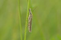 Pleurota aristella