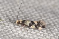 Lichenotinea pustulatella