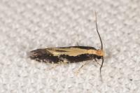 Monopis obviella