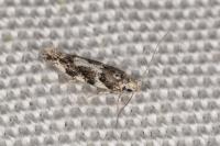 Parachronistis albiceps