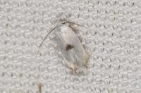 Pseudopostega auritella