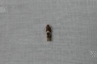 Epiblema foenella