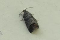 Cydia pomonella