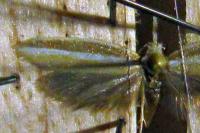Pleurota aristella