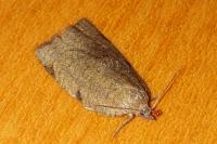 Lozotaenia forsterana