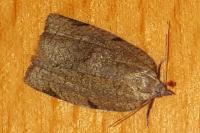 Lozotaenia forsterana