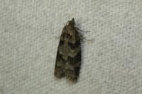 Cnephasia