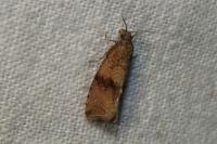 Celypha striana