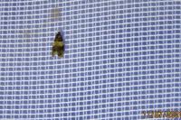 Celypha aurofasciana