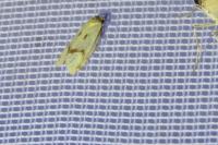 Agapeta hamana