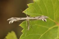 Calyciphora nephelodactyla