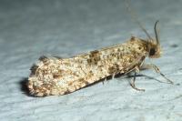 Morophaga choragella