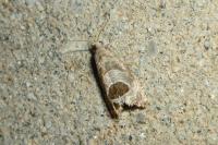 Notocelia uddmanniana