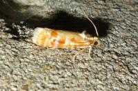 Rhyacionia buoliana