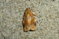 Archips xylosteana