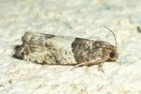 Gypsonoma aceriana