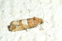 Lobesia indusiana/limoniana