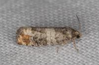 Piniphila bifasciana