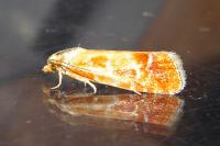 Rhyacionia buoliana