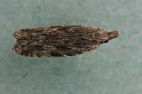 Anarsia lineatella