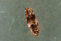 Gypsonoma minutana