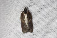 Acleris hastiana