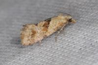 Cochylidia heydeniana