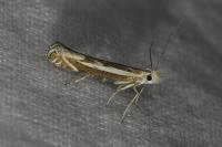 Isophrictis lineatella