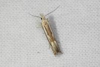 Isophrictis lineatella