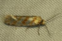Aethes margaritana