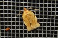 Paramesia gnomana