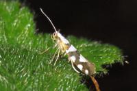 Argyresthia brockeella