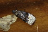 Apotomis betuletana