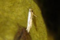 Argyresthia retinella